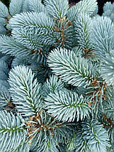 Ялина на штамбі Глаука Глобоза / h 95-110 / Picea Glauca Globosa, фото 2