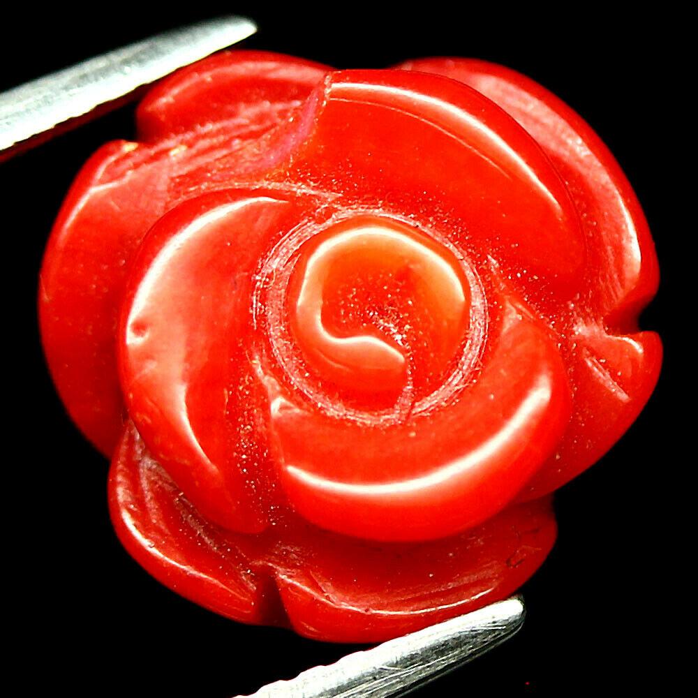 6.07 лаб. корал різний, фото 1