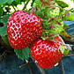 Розсада полуниці Іскія (Ischia) - ремонтантна, солодка ,транспортабельна, фото 2
