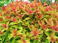 Спірея японська Goldflame 3 річна, Спирея японская Голдфлейм, Spiraea japonica Goldflame