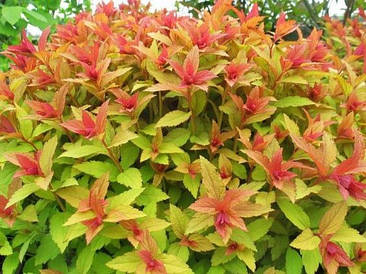 Спірея японська Goldflame 3 річна, Спирея японская Голдфлейм, Spiraea japonica Goldflame