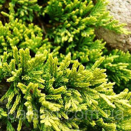 Ялівець Голден Карпет / Juniperus Golden Carpet, фото 1
