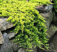 Ялівець Голден Карпет / Juniperus Golden Carpet, фото 6