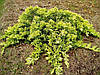 Ялівець Голден Карпет / С3 / Juniperus Golden Carpet, фото 5