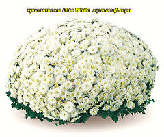 Хризантема Elda White (Ельда Уайт).  Мультифлора. розада