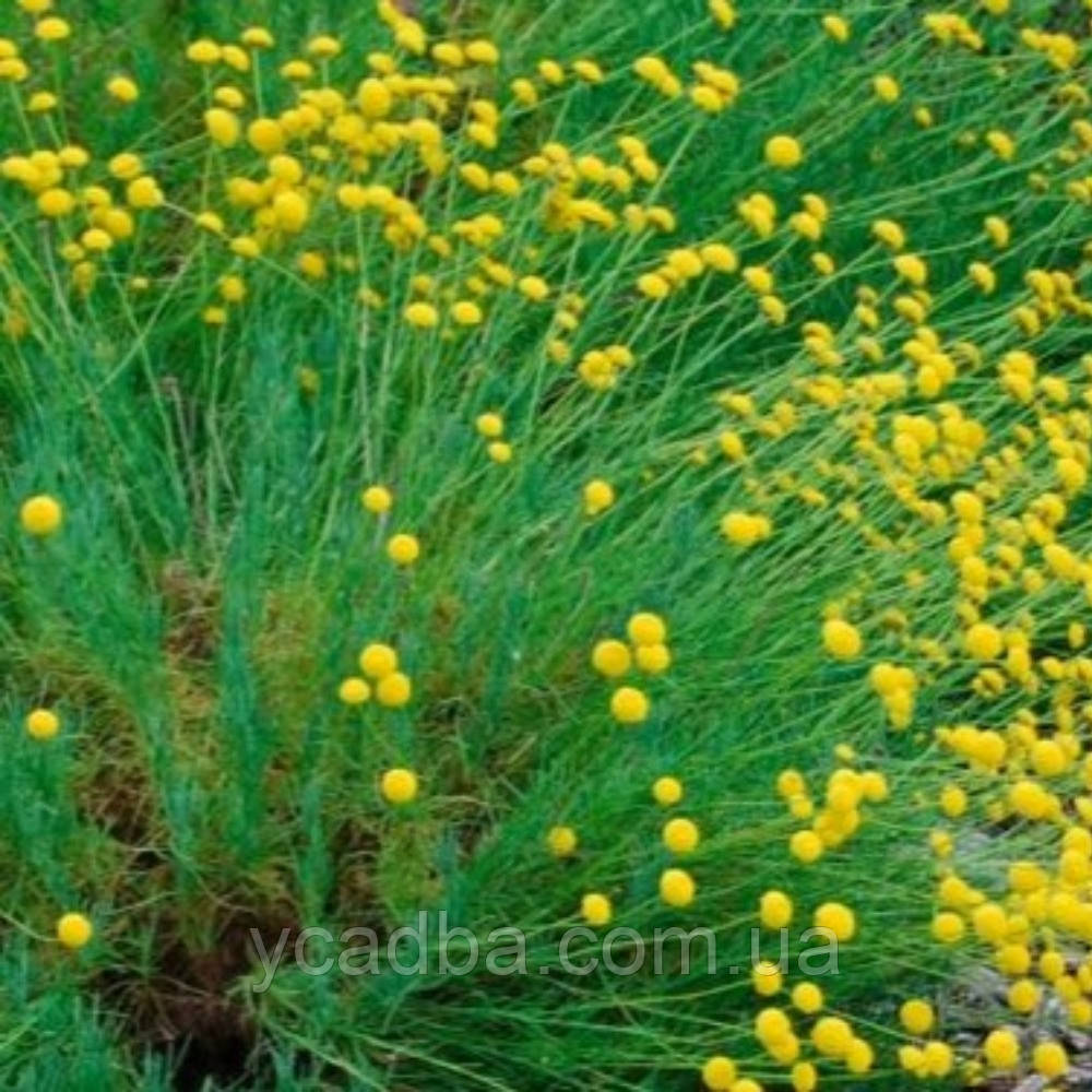 Сантоліна зелена Розмаринолиста (горщик 0,5л), фото 1