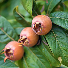 Саджанці Мушмули