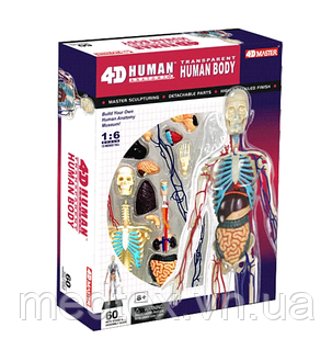 Модель тіла людини 4D 1: 6 прозора і 22 частини, ціна: 4810