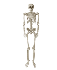 Модель людського скелета (160 см)