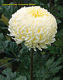 Хризантема Creamiest White (Креміст Вайт) одноголова. великобарвне, розсада, фото 3