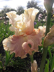 Ірис Australian Rose Аустраліан Роуз (Sutton 2010) (сажінки)