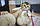 Дівчинка. Шотландська висолуха — золота шиншила, народжена 27.04.2021 у вихованцеві Royal Cats. Україна, Київ, фото 6