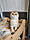 Дівчинка. Шотландська висолуха — золота шиншила, народжена 15.03.2021 у вихованцеві Royal Cats. Україна, Київ, фото 2