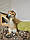 Дівчинка. Шотландська висолуха — золота шиншила, народжена 15.03.2021 у вихованцеві Royal Cats. Україна, Київ, фото 6