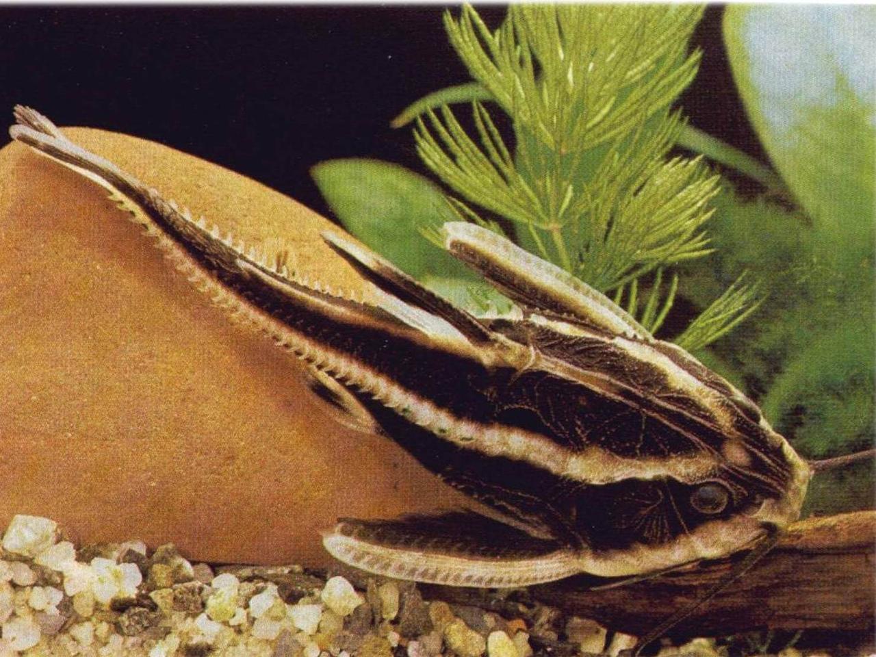 Сом платидор смугастий (Platydoras costatus) 4-7 см
