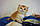 Хлопчик. Шотландський прямовухій — золота шиншила, народжений 26.04.2021 у розпліднику Royal Cats. Україна, Київ, фото 2