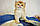 Хлопчик. Шотландський прямовухій — золота шиншила, народжений 26.04.2021 у розпліднику Royal Cats. Україна, Київ, фото 4