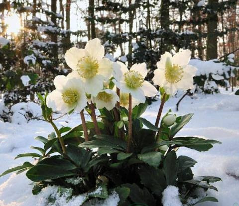 Морозник чорний (Helleborus niger)