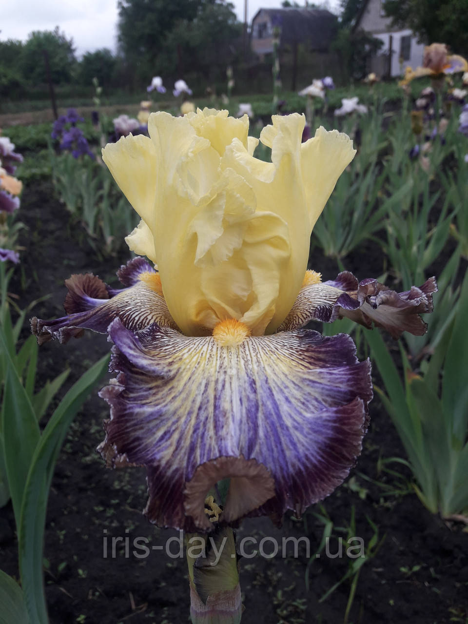 Ірис Disco Lights Диско Лайтс (Johnson 2018) (сажінки), фото 1