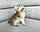 Хлопчик. Британський короткошерстий — золота шиншила, ін 10.04.2021 у вихованцеві Royal Cats. Україна, Київ, фото 3