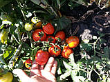 Насіння томату Асвон 1000 насінин, фото 3