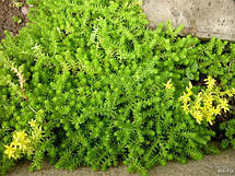 Очиток (седум) їдкий, фото 4