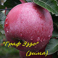 Саженец яблони Граф Эззо - 54-118, 1 год
