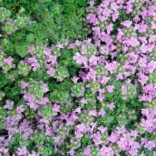 Чебрець повзучий Елфін (Thymus serpyllum Elfin)