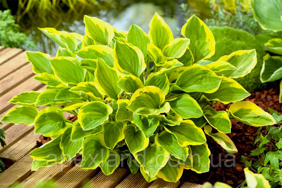 Хоста Голден Тіара (Golden Tiara), середня хоста., фото 1