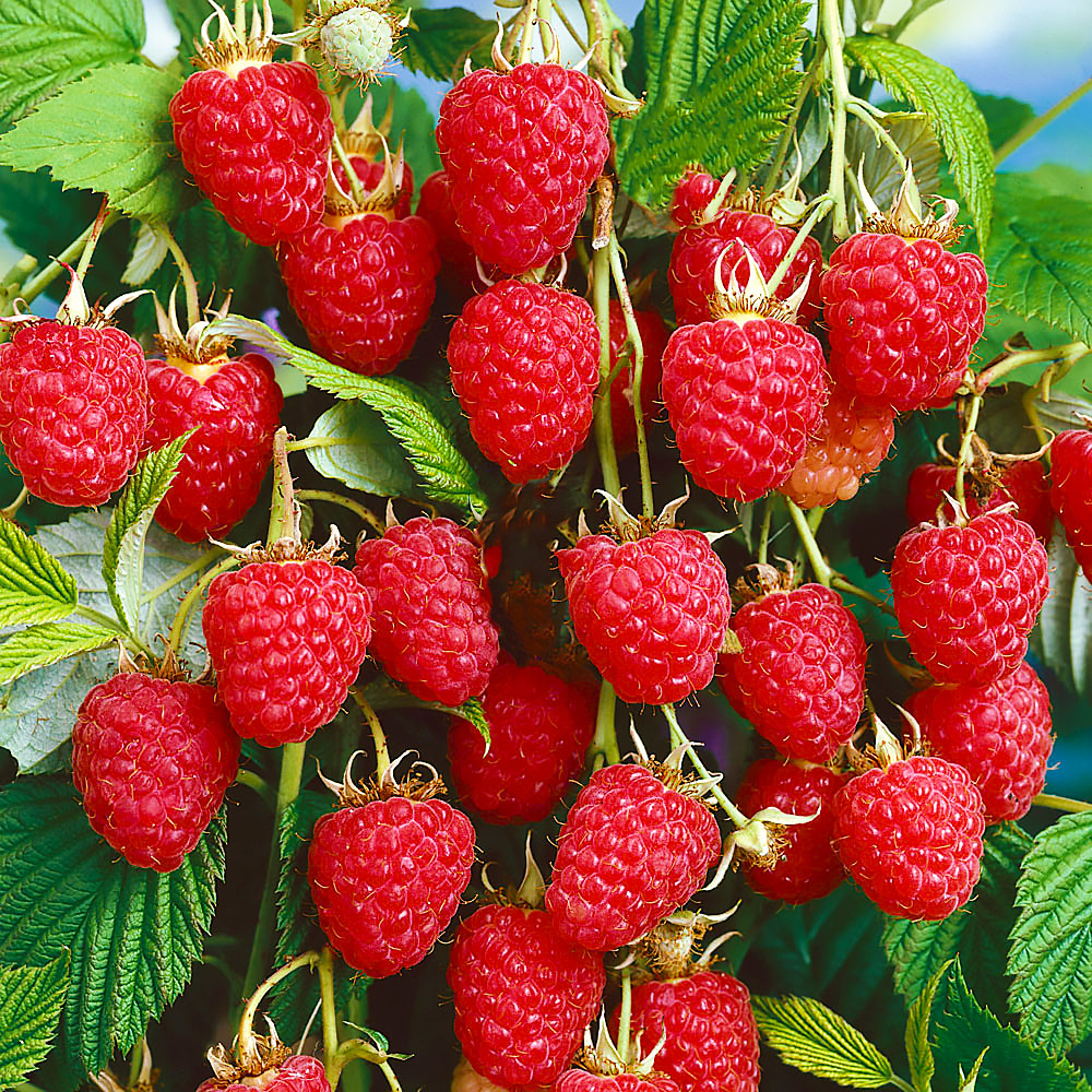 Саджанці (кущі) ремонтантної малини Класична - десертна, врожайна, ароматна, фото 1