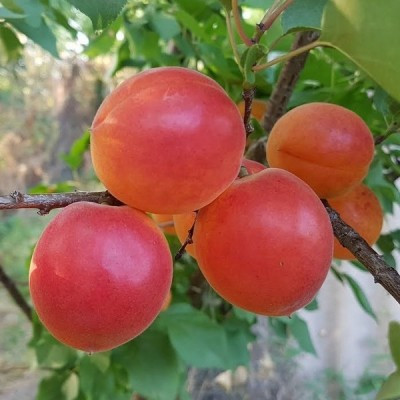 Саджанці абрикосу "Харостар" (середньоспілий сорт), фото 1