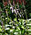 Хоста Undulata(хоста хвиляста), середня., фото 2