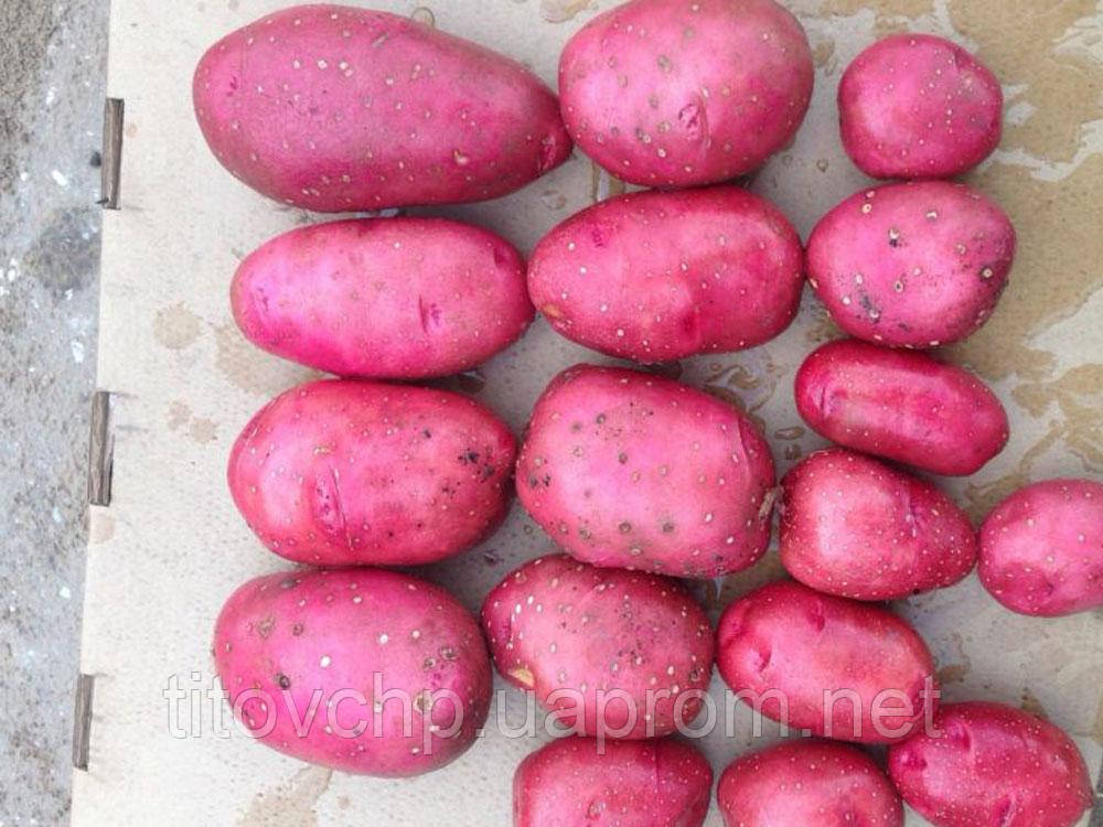 Картофель Торнадо ( По 5 Кг) — Купить Недорого на Bigl.ua (1423072294)