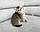 Хлопчик. Британський короткошерстий — золота шиншила, ін 10.04.2021 у вихованцеві Royal Cats. Україна, Київ, фото 4