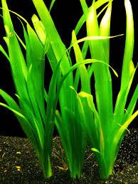 Валлиснерия аквариумное растение - фото 1 - id-p1423149783