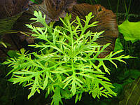 Гигрофила деморфная синема аквариумное растение