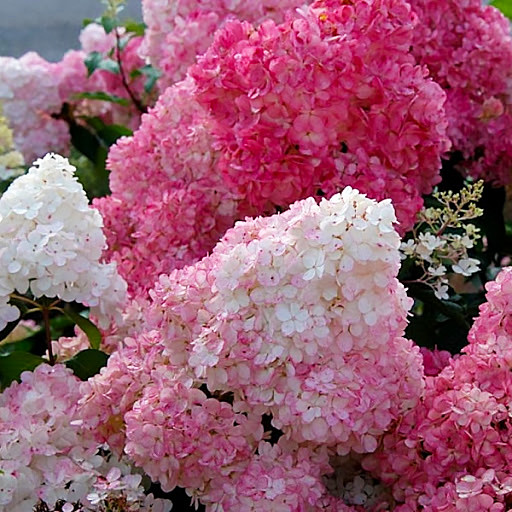 Саженці Гортензії волотистої Сандей Фрайз (Hydrangea paniculata Sundae Fraise) 3-х річна С3