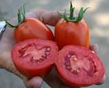КАЛИСТА F1 - томат, Hazera, фото 2