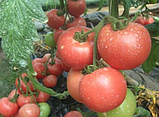 ПИНК КЛЕР F1 (HTP-11) — томат, Hazera, фото 2
