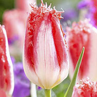 Луковиці тюльпанів бахромчастий Sweet Simone 2 шт.