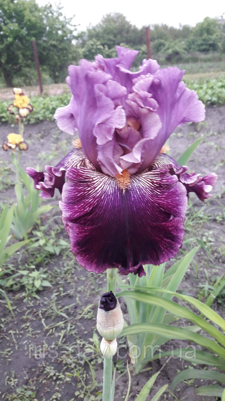 Ірис Cherry Parfait Чері Парфаїт (Johnson 2017) (сажниці), фото 1