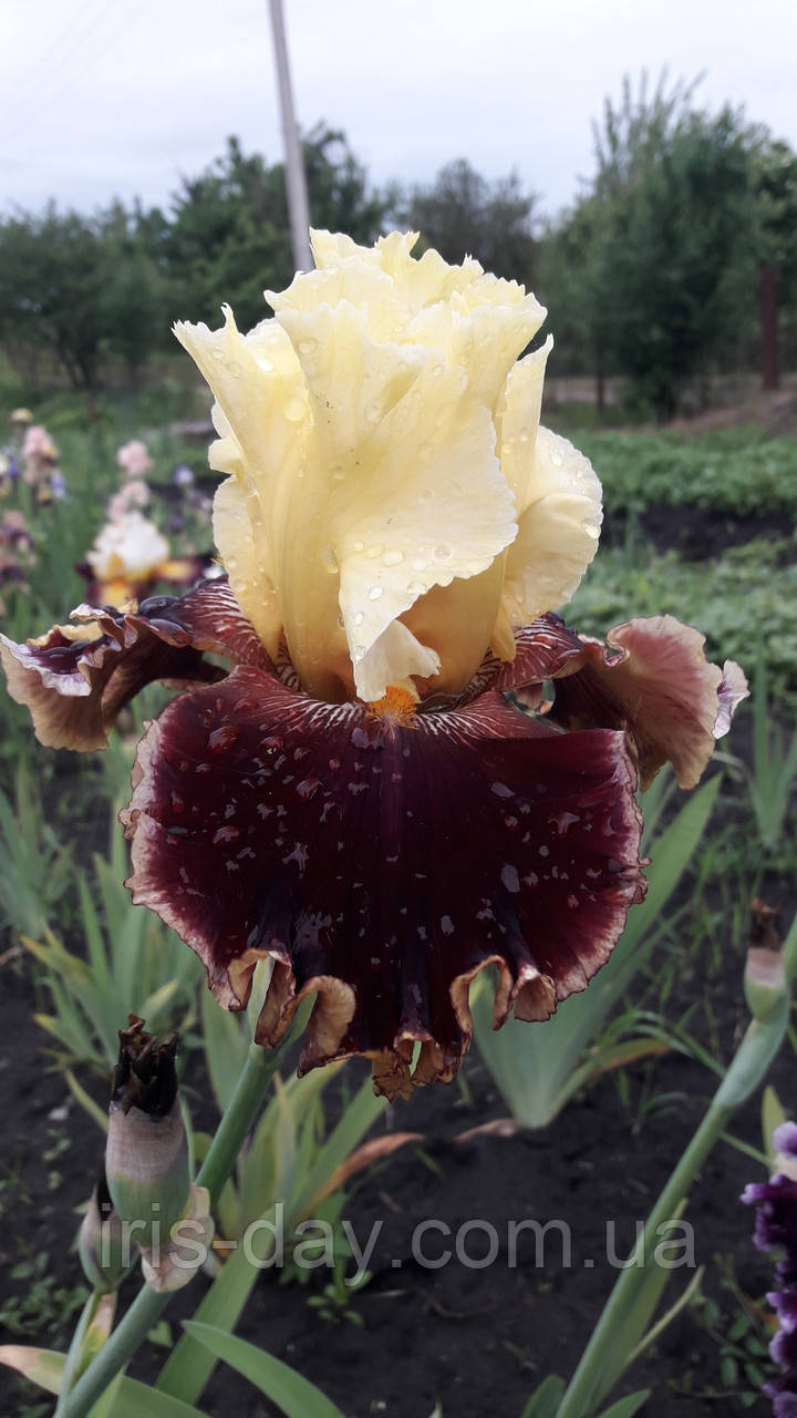 Ірис You Flirt Ю Флірт (Johnson 2018) (сажінки), фото 1