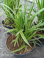 Осока моррова Айс денс