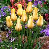 Луковиці тюльпанів ботанічних Batalinii Bronze Charm 5 шт., фото 2