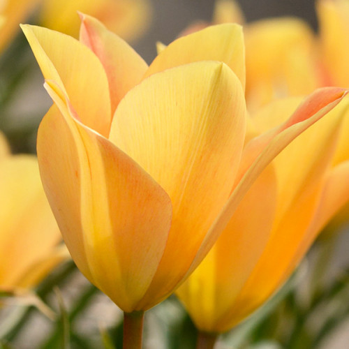 Луковиці тюльпанів ботанічних Batalinii Bronze Charm 5 шт., фото 1