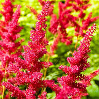 Астильба Vesuvius, Astilbe japonica Vesuvius