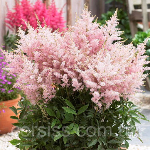 Астильба рожева Пінкі Astilbe pinky, фото 1