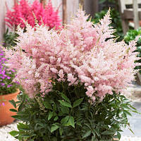 Астильба рожева Пінкі Astilbe pinky