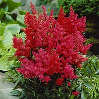 Астильба Fanal, Astilbe Arendsii Fanal