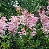 Лабазник таволга рожева саджанці в контейнерах Filipendula palmata, фото 3